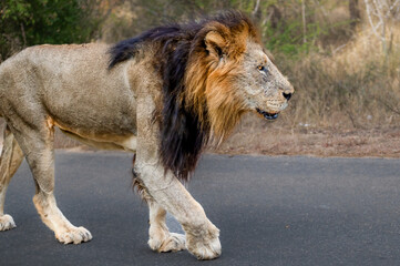Obraz premium A profile three quarter image of a regal fully matured mane lion strolling down the road displaying dominance in his domain with his evident orange and black hue of his mane.