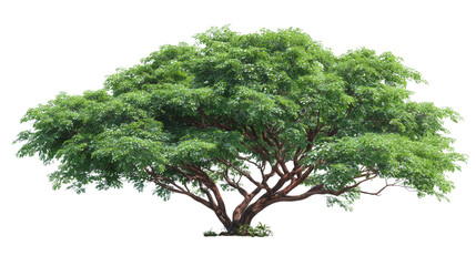 Green Tree with Lush Foliage  Isolated on Transparent Background

