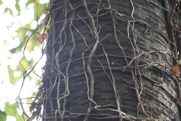 Baum mit Kletterwurzeln