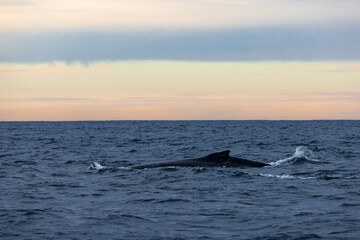 A large humpback whale swimming north on its way up the East Australian coast during migration....