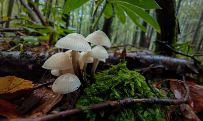 A beautiful cluster of delicate white mushrooms growing from moss-covered ground in a damp woodland.