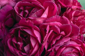 Close-up of dark pink rose petals – rich floral texture with layered blooming flowers
