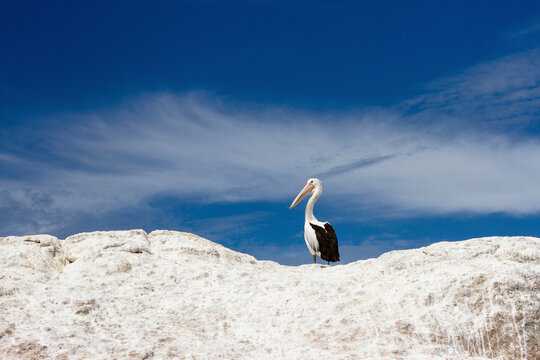 Lone pelican sitting on top of white rocks