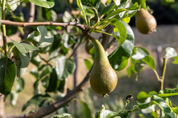 A pear is hanging from a tree. The tree is green and has leaves. The pear is ripe and ready to be...