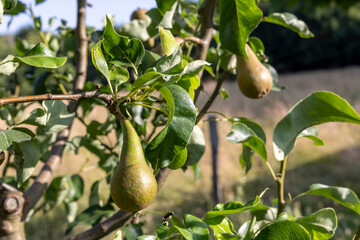 A pear is hanging from a tree. The tree is green and has leaves. The pear is ripe and ready to be...