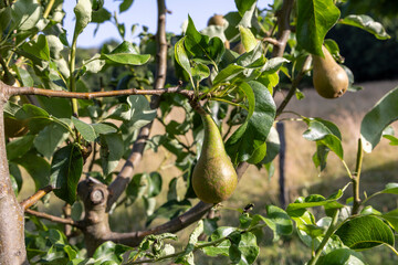 A pear is hanging from a tree. The tree is green and has leaves. The pear is ripe and ready to be...