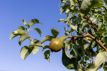 A pear is hanging from a tree. The tree is green and has leaves. The pear is ripe and ready to be...