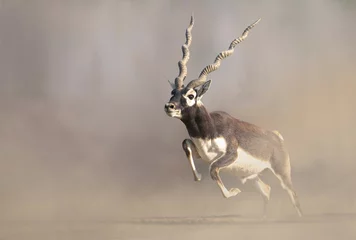 Foto op Canvas Antilope Majestic blackbuck antelope in full stride, showcasing its unique horns and powerful physique against a backdrop of dusty plains.  © tahir