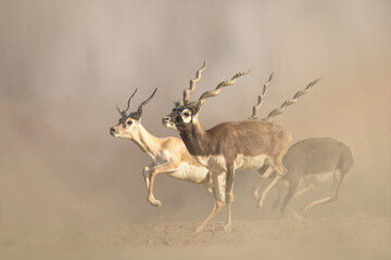 A blackbuck antelope is captured in mid-stride, running swiftly across a beige-colored, dusty plain.