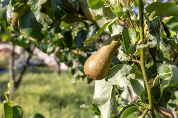 A pear is hanging from a tree. The tree is green and has leaves. The pear is ripe and ready to be...