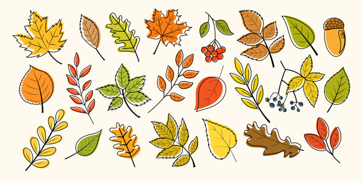 Colorful autumn leaves and berries vector set. Hand-drawn seasonal elements perfect for fall designs, invitations, packaging, patterns, stickers, and greeting cards.