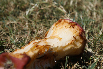 Rotten apple on the grass, rotten fruit, waste