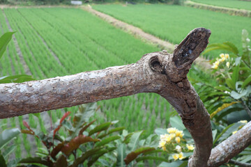 Closed up of a tree cancer