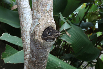 Closed up of a tree cancer