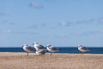 Seagulls nestled together on a windy day on a sandy beach under a sunny blue sky.
