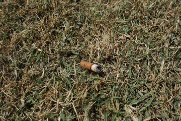 Discarded cigarette butts are often the cause of forest fires, trash 