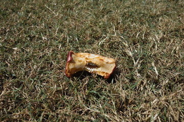 Rotten apple on the grass, rotten fruit, waste
