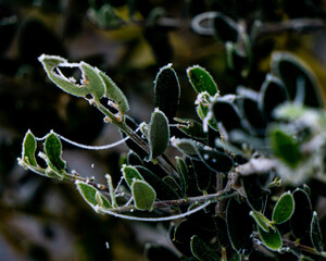 dew drops on a leaf