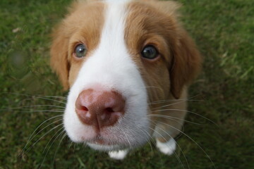 Nova Scotia Duck Tolling Retriever puppy
