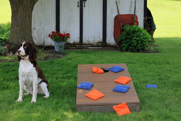 Family dog ready to take on challengers in backyard cornhole game