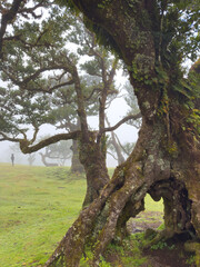 Close-up of hollow, moss-covered tree in the misty Fanal forest, Madeira. Ancient textures, twisted roots, and dreamy atmosphere. Dreamy hiking