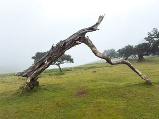 Foggy Fanal Forest in Madeira. Twisted Ancient Trees in Dreamlike Landscape. Dreamy hiking