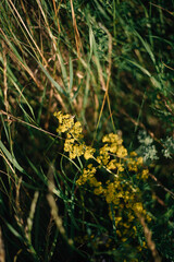 meadow grasses and flowers close-up