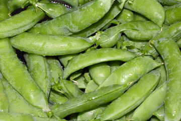 Close up of mange tout peas home grown and picked ready for cooking