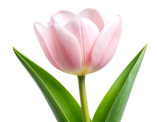 Naklejka premium Realistic Pink Tulip in Gentle Bloom with Curved Stem,