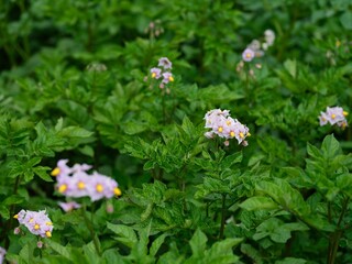 Flowering potato plants on the field.