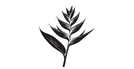 Elegant heliconia flower branch with detailed lines silhouette