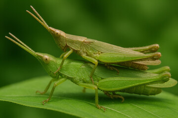 Fototapeta premium オンブバッタ