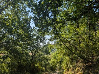 Sentiero tra la vegetazione in estate nelle Marche