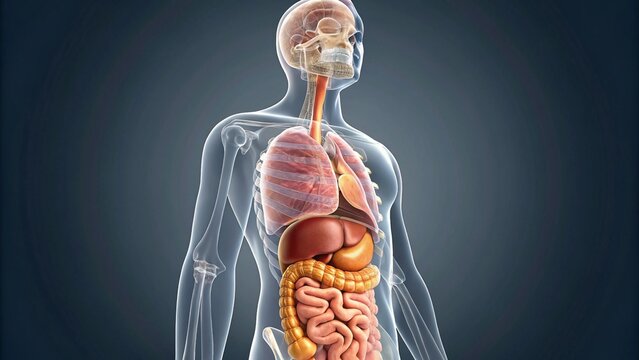 A detailed 3D illustration of the human digestive and respiratory systems within the context of the entire body. This clear and informative visual emphasizes the spatial relationship