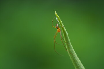 アシナガグモ