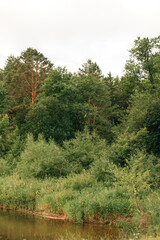 Fototapeta premium Pine forest near the river