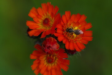 コウリンタンポポと蜂