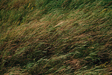 The grass flutters in the wind