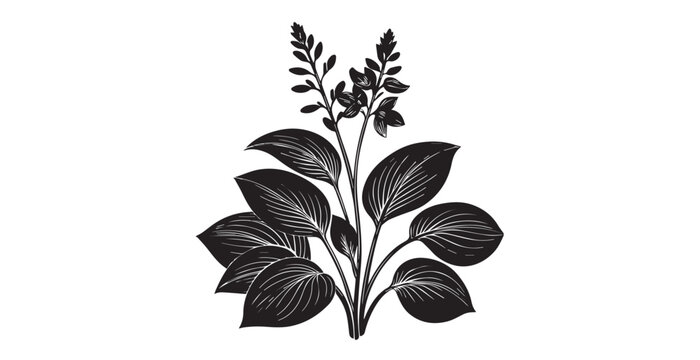 Elegant black and white hosta plant with detailed leaves and flower stalks silhouette