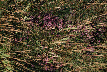 meadow grasses and flowers close-up