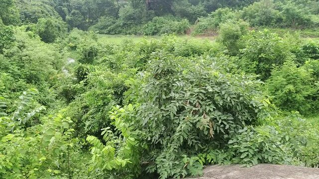 Mandra giri mountain of Ganjam, Odisha