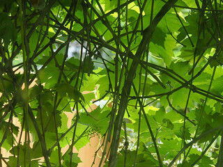 Backlit grapevine leaves showing an interesting pattern