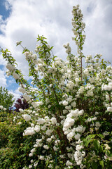 Beautiful Bush With White Flowers Against a Blue Sky With Clouds