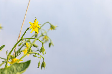 A yellow tomato flower with a brown stem. The flower is surrounded by green leaves. The flower is the main focus of the image