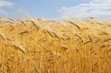 Field barley in period harvest on background cloudy sky