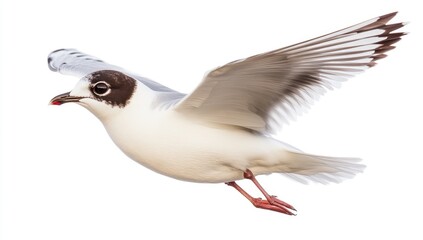 Fototapeta premium A seagull in flight against a white background. The bird is in profile view, wings outstretched, with a mix of white and dark gray/brown feathers. It has a small, dark beak and pinkish legs
