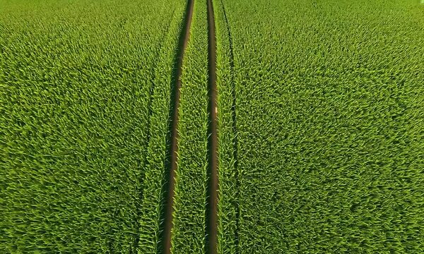 Aerial View of Lush Green Field with Parallel Lines Under Clear Daylight