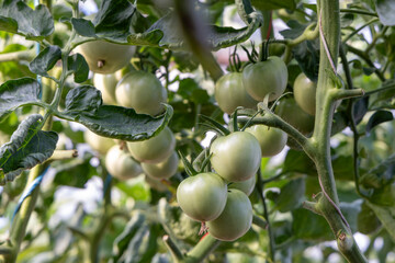 A bunch of green tomatoes hanging from a plant. The tomatoes are unripe