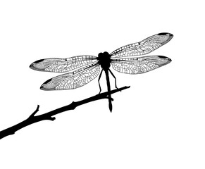 detailed dragonfly silhouette on branch illustration