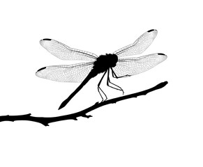 intricate dragonfly on branch silhouette